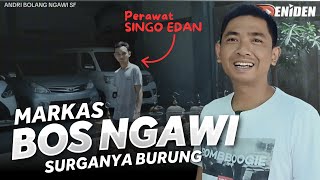 Owner SINGO EDAN Spil isi MARKAS ‼️ BLUSUKAN ke NGAWI SF eps01 [upl. by Keldon]