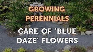 Care of Blue Daze Flowers [upl. by Noiramed]