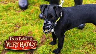 Patterdale Terrier Sandy cant control herself around other dogs [upl. by Narok]