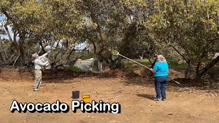 On the Road Picking Avocados in Fallbrook CA [upl. by Trelu]