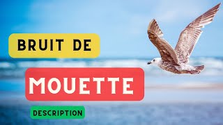 Le cri de la mouette et description 🦤 Bruit des mouettes son dune mouette🦤 [upl. by Rratsal]