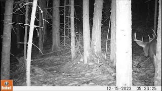 Trail Camera Video Jan 5 2024 [upl. by Aihsiym989]