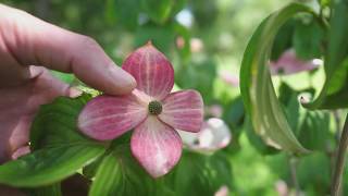 Кизил Коуза Cornus Kousa Османтус Osmānthus Cytisus Battandieri  Лесосад с нуля [upl. by Dibrin293]