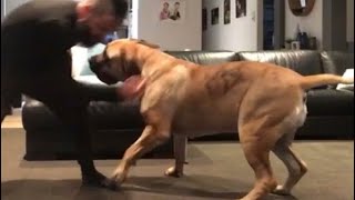 Big Boerboel Loves to Play trebding shortvideo boerboel [upl. by Campy]