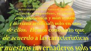 PRODUCCION DE TOMATE HIDROPONICO DE INVERNADERO CONTENIDO [upl. by Mikes2]