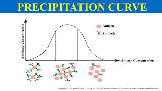 What is precipitation curve in immunology [upl. by Flam]