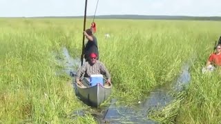 HARVESTING WILD RICE [upl. by Alina950]