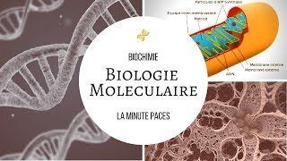 Biochimie  Biologie moléculaire  Gènes et expression [upl. by Skylar]