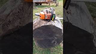 Massive white oak log salvage needbiggerbobcat logsalvage whiteoakgiant [upl. by Cirdla929]