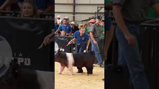 Even when these Livestock kids Lose They still Win Karis and Smack Down at CYAE Livestock Show [upl. by Aek]