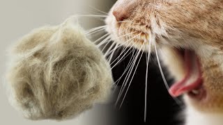 Does Your Cat Have Hairballs Watch This Video [upl. by Ahseei]