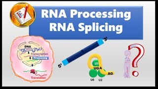 RNA splicing and Spliceosome [upl. by Htims242]