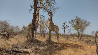 10000 km inside the Kruger in 4 times  Kruger National Park [upl. by Rina]