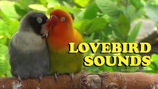 Lovebirds Sounds  Pastel Green Fischers amp Black Mauve Personata  Duo Lovebird [upl. by Leruj]