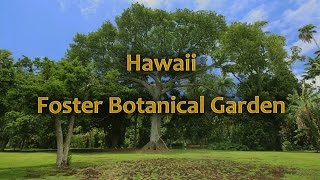 Hawaii Foster Botanical Garden Oahu Hawaii [upl. by Rocca]