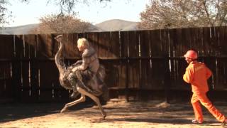 Tim Charody goes ostrich riding [upl. by Pilloff935]