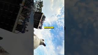 Seagull Steals Phone at the Beach Crazy Beach Moment 😱 [upl. by Culbert]