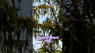 Natural Amla viralvideo farming viralshorts organic g [upl. by Cobbie]