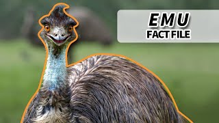 Emu Facts They WON the GREAT EMU WAR  Animal Fact Files [upl. by Petrina]