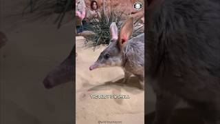 Bilby 😍 Australias Adorable Secret [upl. by Radman]