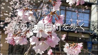 春の祇園白川を歩く［原了郭公式チャンネル］ [upl. by Norris]