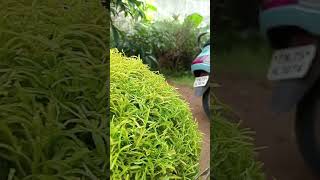 Aralia plant cutting [upl. by Oloap]