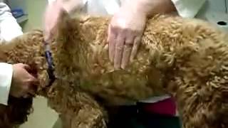 coupage percussion therapy in dog pneumonia [upl. by Airamahs405]