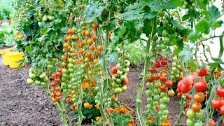 Summer in the Greenhouse mostly Tomatoes [upl. by Sarchet]