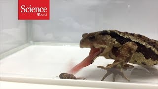 Bombardier beetle escapes from a toad’s stomach after launching a chemical attack [upl. by Zita]