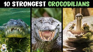 10 Most Powerful Crocodilians In The World [upl. by Yttap]