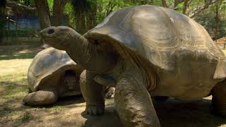 RARE  Extrait  Les tortues géantes de Madagascar [upl. by Mcconnell]