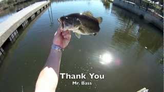 Nice Bass at Laguna Niguel Lake LNL fishing [upl. by Kendre539]