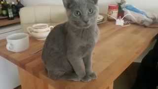 Lena the Russian blue feeling guilty [upl. by Znarf927]