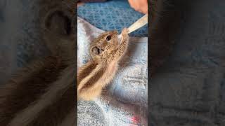 Speedy Singh  The Rescued Squirrel [upl. by Sverre]