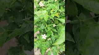 🌶 chilli plants gardeningplants plantsgardeningideasChill plants [upl. by Emixam]