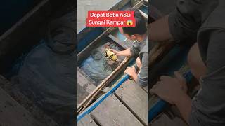 Dapat ikan Botia Jumbo langsung dari Alam botia Tangkap ikan Botia di habitatnya [upl. by Chivers]