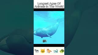 Longest Ages Of Animals In The Worldlongestanimals worldwide foryoupage viralvideos trending [upl. by Ayocal650]