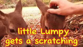 Little Lumpy Gets a Scratching [upl. by Aiekram]