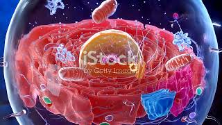 Lecture 1  What Are Mitochondria Biology Learning 3d Internal view of Cell [upl. by Feirahs]