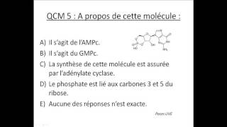 QCM  UE 1  Biologie moléculaire [upl. by Chita]