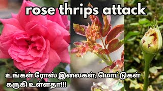 How to control thrips on rose plant  organic treatment  rose thrips attack [upl. by Adest]