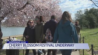 DCs Cherry Blossom Festival officially under way [upl. by Nelg367]