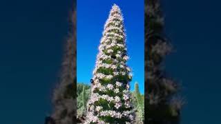 ABEJORROS DEL CULO BLANCO POLINIZANDO TAJINASTE ROSA EN CUMBRES DE LA PALMA [upl. by Ilenna]