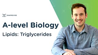 Lipids Triglycerides  Alevel Biology  OCR AQA Edexcel [upl. by Nellaf]