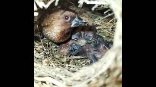 Ep109 Scalybreasted munia Birds Mothers keep babies warm in four nests  All bird nests [upl. by Anelram]