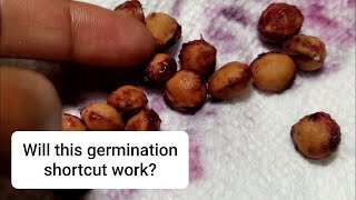 Trying to grow cherry trees fast from seed a germination experiment [upl. by Eedya]