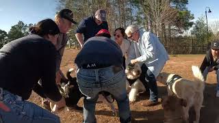 American Bulldog attacks new dog in park [upl. by Meehsar]