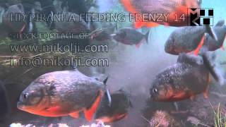 PIRANHA FEEDING FRENZY 14 HD [upl. by Premer]