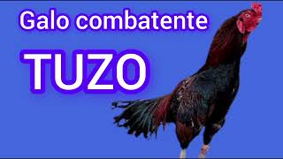 galo combatente tuzo [upl. by Frans]