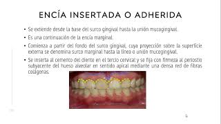 Anatomía Dental  Periodonto [upl. by Constance]